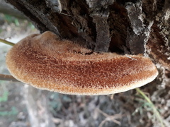Inocutis tamaricis