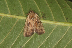 Perigea agnonia