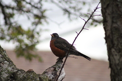 Turdus migratorius
