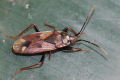 Eremocoris fenestratus
