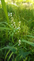Persicaria robustior