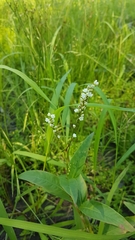 Persicaria robustior