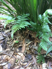 Basileuterus culicivorus