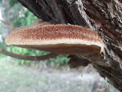 Inocutis tamaricis