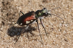 Cicindela scutellaris lecontei