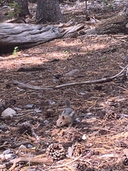 Callospermophilus lateralis certus