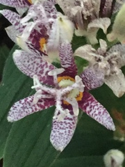 Tricyrtis hirta