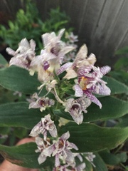 Tricyrtis hirta
