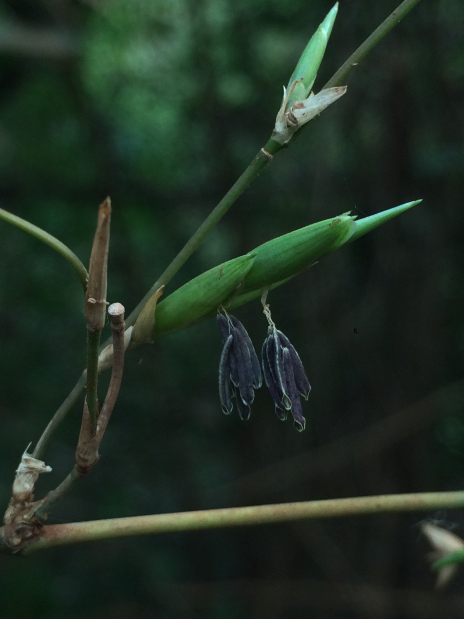 Guadua trinii