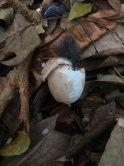 Nyctidromus albicollis