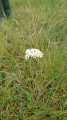 Selinum