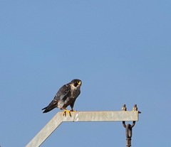 Falco peregrinus brookei