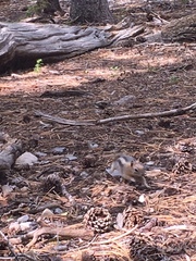 Callospermophilus lateralis certus