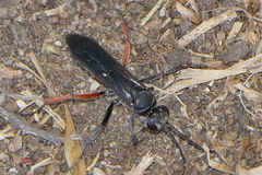 Episyron conterminus