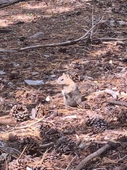 Callospermophilus lateralis certus