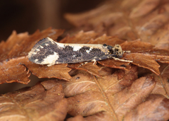 Proterodesma chathamica