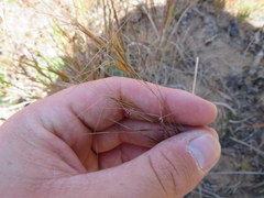 Aristida desmantha