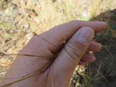 Aristida desmantha