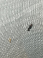 Cerastipsocus trifasciatus