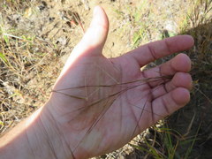Aristida desmantha