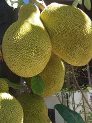 Artocarpus heterophyllus