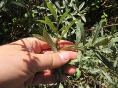 Salix humilis tristis