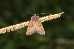 Perigea ignitincta