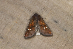 Perigea ignitincta