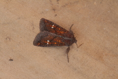 Perigea ignitincta