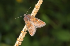 Perigea ignitincta