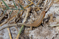 Liolaemus constanzae