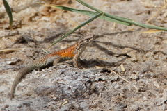 Liolaemus constanzae