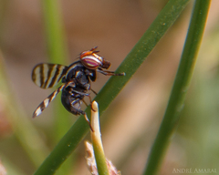 Pterotaenia