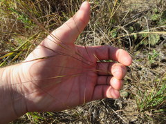 Aristida oligantha