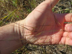 Aristida oligantha