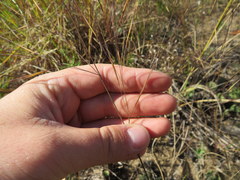 Aristida oligantha