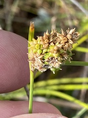 Carex viridula