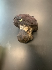 Calvatia cyathiformis