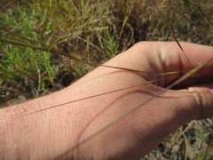 Aristida oligantha