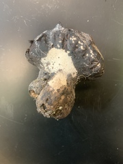 Calvatia cyathiformis