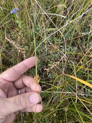 Carex viridula