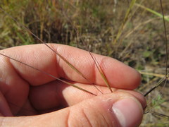 Aristida oligantha