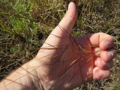 Aristida oligantha