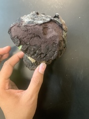 Calvatia cyathiformis