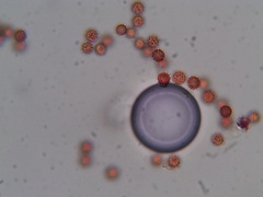 Calvatia cyathiformis