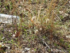 Trifolium angustifolium