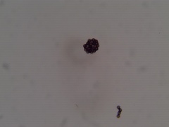 Calvatia cyathiformis