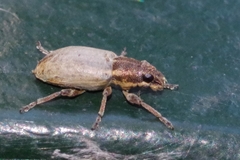 Sitona humeralis