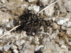 Cicindela haemorrhagica