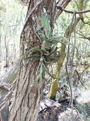 Tillandsia caput-medusae